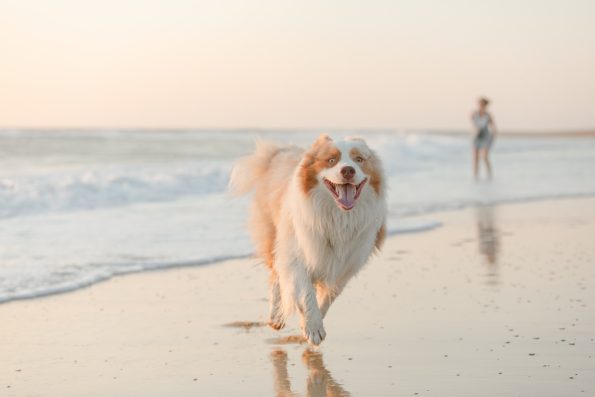 photographe-chien-landes