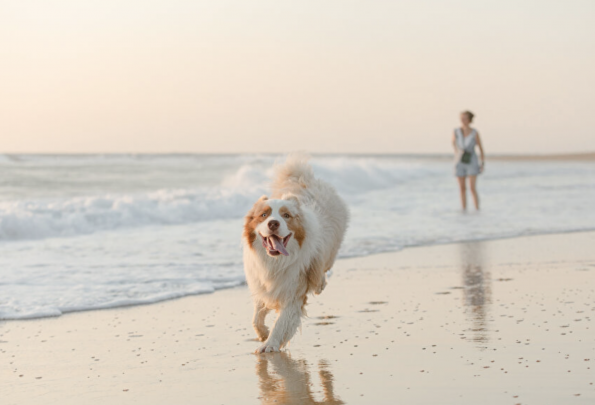 photographe chien landes plage